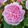 David Austin 'Olivia Rose Austin' Mid Pink English Rose 6Ltr Pot -Plantern Pot Sales 5031825021081