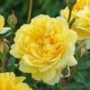 David Austin 'The Poet's Wife' Yellow English Rose 6Ltr Pot -Plantern Pot Sales 5031825021098