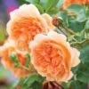 David Austin 'Dame Judi Dench' Orange English Rose 6Ltr Pot -Plantern Pot Sales 5031825021739