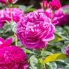 David Austin 'James L Austin' Deep Pink English Shrub Rose 6Ltr Pot -Plantern Pot Sales 5031825021746 c6dc1f71 20e3 45ad a784 81cc6d2e06f3