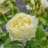 David Austin 'Vanessa Bell' Pale Yellow English Rose 6Ltr Pot -Plantern Pot Sales 5031825021753 f0766a4e 6721 4a00 b03c b80fec0bfd2d