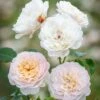 David Austin 'Emily Brontë' Pink English Rose 6Ltr Pot -Plantern Pot Sales 5031825021869