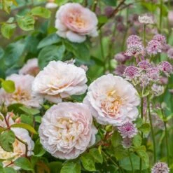 David Austin 'Emily Brontë' Pink English Rose 6Ltr Pot -Plantern Pot Sales 5031825021869 3 9b7506c8 1c1e 4c44 9a3b 79c60ca6b933