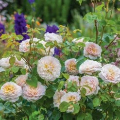 David Austin 'Emily Brontë' Pink English Rose 6Ltr Pot -Plantern Pot Sales 5031825021869 5 fbe9841b df99 4482 a9d2 8bfe3d7a6101
