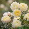 David Austin 'Nye Bevan' Yellow English Shrub Rose6Ltr Pot -Plantern Pot Sales 5031825022170