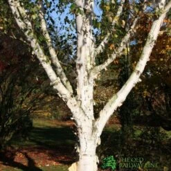 Betula Utilis 'Snow Queen' Birch Tree 12Ltr Pot 5 Betula Utilis 'Snow Queen' Birch Tree 12Ltr Pot -Plantern Pot Sales 5038838002755 2