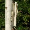 Betula Utilis 'Snow Queen' Birch Tree 12Ltr Pot -Plantern Pot Sales 5038838002755 86582681 98e1 40ee 978d 4545d54fc9dd