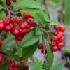 Cotoneaster 'Hybridus Pendulus' 12Ltr Pot 2 Cotoneaster 'Hybridus Pendulus' 12Ltr Pot -Plantern Pot Sales 5038838003110