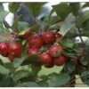 Crab Apple 'Gorgeous' M27 Rootstock 12Ltr Pot -Plantern Pot Sales 5038838003974 8b3cf132 8229 4e11 ba0d 84a201b3a41b