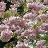 Prunus 'Kiku-Shidare-Zakura' Cherry Blossom Tree 10Ltr Pot -Plantern Pot Sales 5038838004490 b8918439 8826 474a ac01 6b5f26ce4dd4