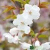 Prunus 'The Bride' Tree 12Ltr Pot 2 Prunus 'The Bride' Tree 12Ltr Pot -Plantern Pot Sales 5038838004629