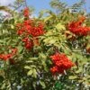 Sorbus Aucuparia 12Ltr Pot 1 Sorbus Aucuparia 12Ltr Pot -Plantern Pot Sales 5038838005428