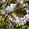 Cherry Blossom 'Snow Showers' Patio Top Worked Tree 11.5Ltr Pot -Plantern Pot Sales 5038838019197