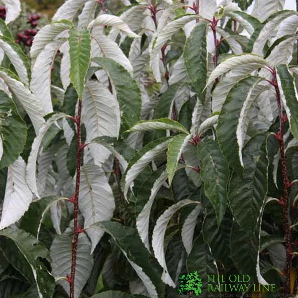 Sorbus Hemsleyi 'John Bond' 7Ltr Pot 3 Sorbus Hemsleyi 'John Bond' 7Ltr Pot