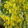 Laburnum Anagyroides ‘Yellow Rocket’ 12Ltr Pot 2 Laburnum Anagyroides ‘Yellow Rocket’ 12Ltr Pot -Plantern Pot Sales 5038838106224 8a1010d9 be0c 4920 bfac 842d13215c2d