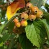 Crab Apple Tree 'Malus Golden Glory' 12Ltr Pot -Plantern Pot Sales 5038838120336