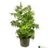 Sorbaria 'Sem' 3ltr Pot -Plantern Pot Sales 5050704086607