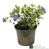 Vinca Minor 'Ralph Shugart' Plant 2Ltr Pot -Plantern Pot Sales 5050704147971