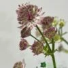 Astrantia 'Star Of Beauty' 2Ltr Pot -Plantern Pot Sales 5050704149791 08debb63 f961 43cd a471 624d5a3604b2