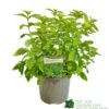 Caryopteris 'Hint Of Gold' 3Ltr Pot -Plantern Pot Sales 5050704194043 dfc17d07 3ea7 4c0d bae2 c49b3fb0a8cb