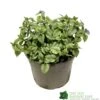 Brunnera Macrophylla 'Jack Frost' 3Ltr Pot -Plantern Pot Sales 5050704243598