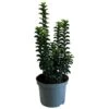 Euonymus Japonicus 'Green Rocket' 3Ltr Pot (NL) -Plantern Pot Sales 5050704256734
