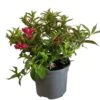 Weigela 'All Summer Red' Plant 3Ltr Pot -Plantern Pot Sales 5050704374100