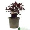 Cotinus 'Lilla' Smoke Bush 3Ltr Pot -Plantern Pot Sales 5050704486568 52a2b756 8831 4e1e b286 991d8fe6385f