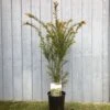 Taxus Baccata Common Yew Plant 2 Ltr -Plantern Pot Sales 5050704602722
