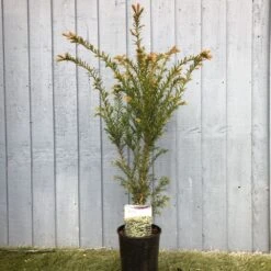 Taxus Baccata Common Yew Plant 2 Ltr