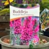 Buddleja 'Prince Charming' 5Ltr Pot 1 Buddleja 'Prince Charming' 5Ltr Pot -Plantern Pot Sales 5050704604511