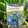Agapanthus 'Pitchoune Blue' Plant 2Ltr Pot -Plantern Pot Sales 5050704604788 26ea92d2 5d2b 48da b063 10784f78180a