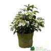 Hydrangea 'Runaway Bride' Plant 3Ltr Pot -Plantern Pot Sales 5050704637069 90834b77 23de 4095 8358 3af3053ca686