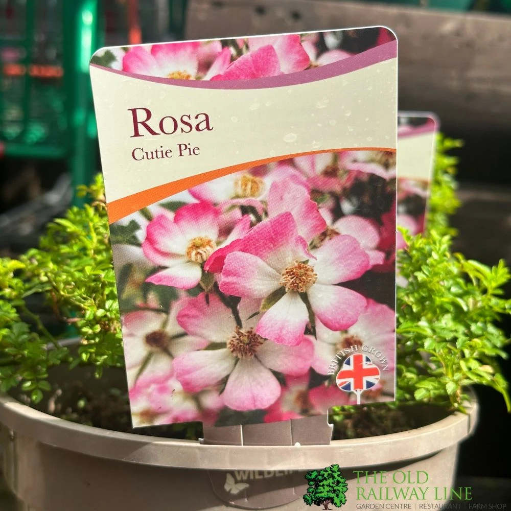 Pink Ground Cover Rose 'Rosa Cutie Pie' 3Ltr Pot 3 Pink Ground Cover Rose 'Rosa Cutie Pie' 3Ltr Pot