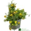 Clematis 'Little Lemons' Climber 3Ltr Pot -Plantern Pot Sales 5050704637878 b89a66c5 4c98 4906 a22f 8d51c189bfda