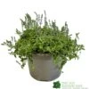 Parahebe 'Blue Form' 3Ltr Pot 1 Parahebe 'Blue Form' 3Ltr Pot -Plantern Pot Sales 5050704638257 cd8707d1 3dc0 4c03 8b3c b542c8f0cd74