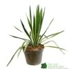 Yucca Filamentosa 'Bright Edget' 3Ltr Pot -Plantern Pot Sales 5050704639667 6447b7f4 5202 4227 9495 149920b15b6e