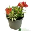 Alstroemeria 'Little Miss Zoe' Peruvian Lily 1 Alstroemeria 'Little Miss Zoe' Peruvian Lily -Plantern Pot Sales 5050704640373