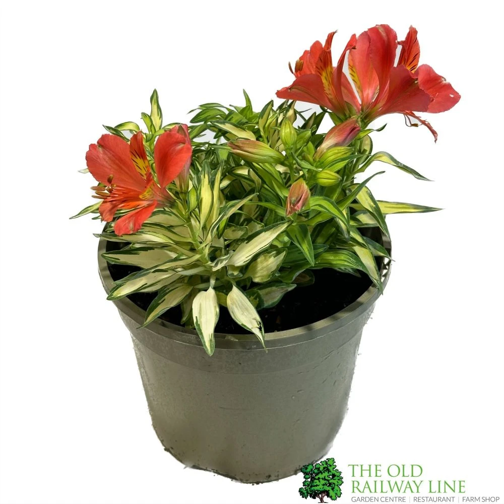 Alstroemeria 'Little Miss Zoe' Peruvian Lily 3 Alstroemeria 'Little Miss Zoe' Peruvian Lily