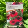 Echinacea 'Sunseekers Red' 3Ltr Pot -Plantern Pot Sales 5050704640403 801b3b7a af0c 46ee b023 91fb8305ab79