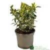 Euonymus Japonicus 'Bravo' 3Ltr Pot -Plantern Pot Sales 5050704640649