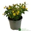 Hypericum 'Berry Red' St Johns Wort 3Ltr Pot -Plantern Pot Sales 5050704641493