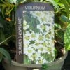 Viburnum 'Summer Snowflake' 3Ltr Pot -Plantern Pot Sales 5055028606586