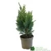 Chamaecyparis Lawsonia 'Columnaris Glauca' Conifer 3Ltr Pot -Plantern Pot Sales 5055028608573