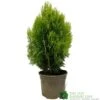 Platycladus Orientalis 'Aurea Nana' Conifer 3Ltr Pot -Plantern Pot Sales 5055028611450 39840ba5 80e2 4a2b bcc9 794210773027