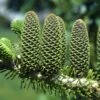 Abies Koreana Korean Fir Tree 7.5Ltr Pot -Plantern Pot Sales 5055028611719 714fc262 8522 42c9 8e56 6180b846159f