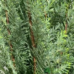 Chamaecyparis Lawsoniana 'White Spot' Conifer 3Ltr Pot -Plantern Pot Sales 5055028612464 2