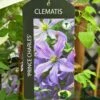 Clematis 'Prince Charles' 2Ltr Pot -Plantern Pot Sales 5055028613928