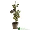 Ilex Aquifolium 'Ferox Argentea' Silver Hedgehog Holly 3Ltr Pot -Plantern Pot Sales 5055028616660