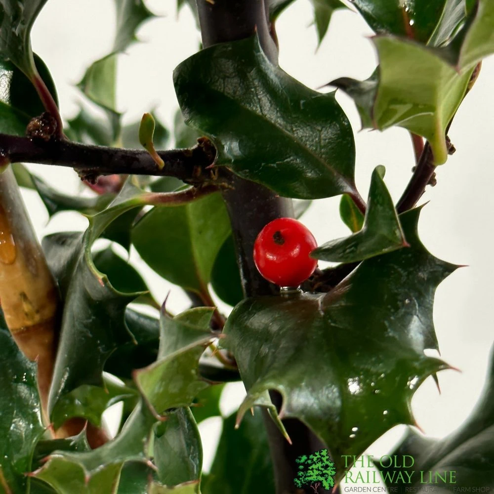 Ilex X Meserveae 'Blue Angel' Holly 3Ltr Pot 4 Ilex X Meserveae 'Blue Angel' Holly 3Ltr Pot - Image 2